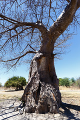 Image showing majestic baobab tree