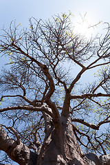 Image showing majestic baobab tree