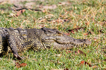 Image showing Portrait of a Nile Crocodile