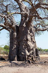 Image showing majestic baobab tree