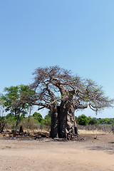 Image showing majestic baobab tree