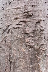 Image showing baobab texture