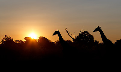 Image showing sunset and giraffes in silhouette in Africa