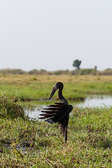 Image showing African Openbill with wings spread to the evening sun