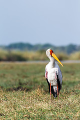 Image showing Yellow billed stork on the river Chobe