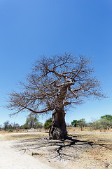 Image showing majestic baobab tree