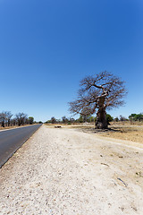 Image showing majestic baobab tree