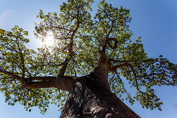 Image showing majestic baobab tree