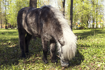 Image showing Pony on pasture