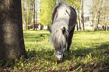 Image showing Pony feed on pasture