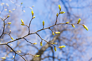 Image showing Blossom of leaves on branch