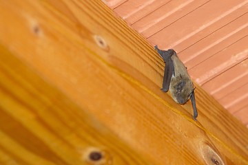 Image showing Bat hanging upside down on roof