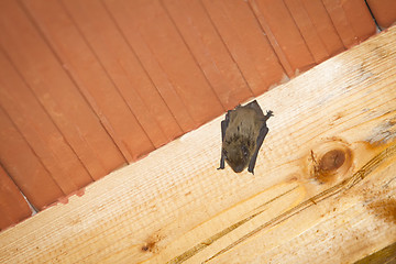 Image showing Bat hanging on wooden beam