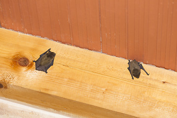 Image showing Bats hanging on wooden beam