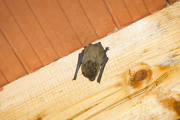 Image showing Bat on wooden beam