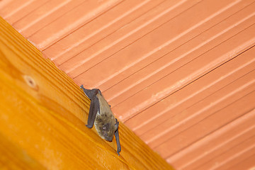 Image showing Bat hanging on roof