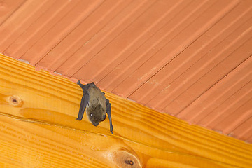 Image showing Bat hanging upside down on wooden beam