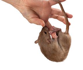 Image showing Fancy rat hang on hand