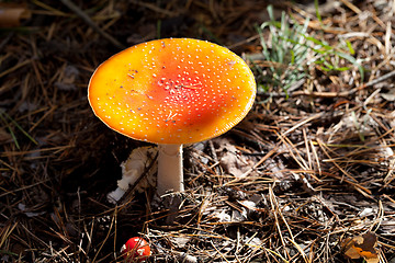 Image showing Amanita muscaria mushrooms in dark forest