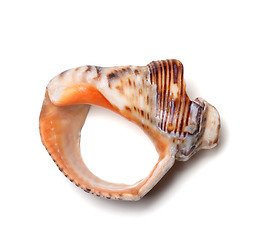 Image showing Empty broken rapana shell