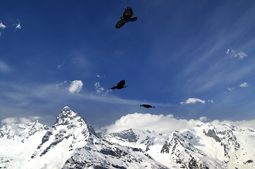 Image showing Alpine Chough (Pyrrhocorax graculus) flying in mountains