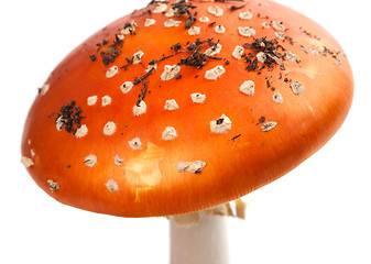 Image showing Amanita muscaria mushroom with pieces of dirt