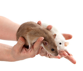 Image showing Brown and white rats in hands