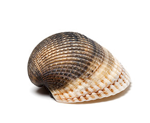 Image showing Seashell on white background