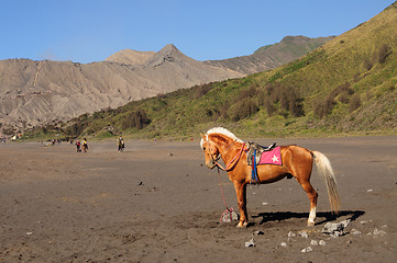 Image showing Horse at the foothills of Bromo volcano in Indonesia