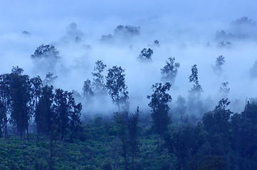 Image showing Trees in the fog, Ijen Volcano, Indonesia