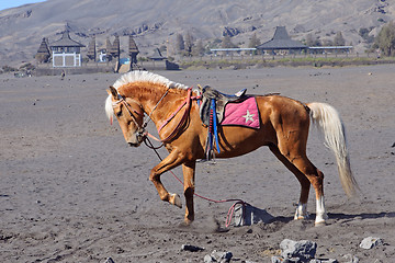 Image showing Horse at the foothills of Bromo volcano in Indonesia