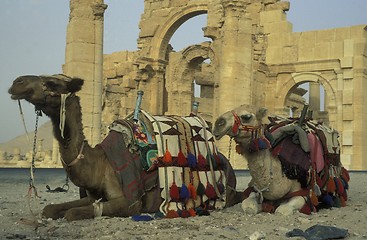 Image showing SYRIA PALMYRA ROMAN RUINS