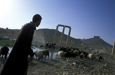 Image showing SYRIA PALMYRA ROMAN RUINS