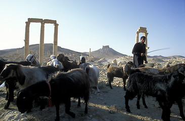 Image showing SYRIA PALMYRA ROMAN RUINS