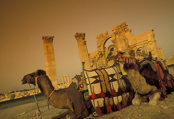 Image showing SYRIA PALMYRA ROMAN RUINS