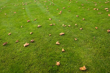 Image showing Green lawn at the park