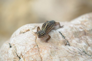 Image showing Gecko lizard on rocks 