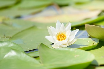 Image showing Water lily in the lake