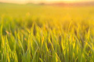 Image showing Closeup photo of fresh green grass