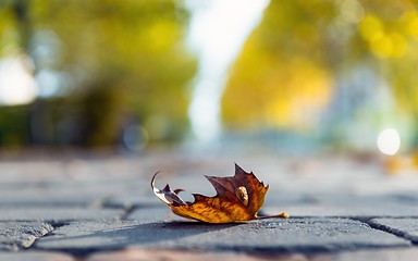 Image showing Autumnal leaf on the ground