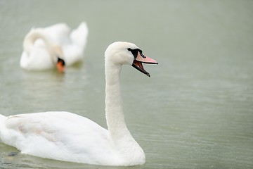 Image showing Swan swimming with ducks