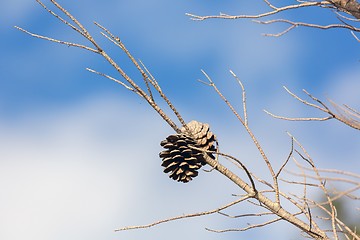 Image showing Abstract hoto of some winter branches