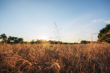 Image showing Large agricultural field with cereal