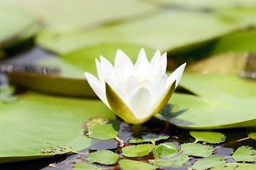 Image showing Water lily in the lake