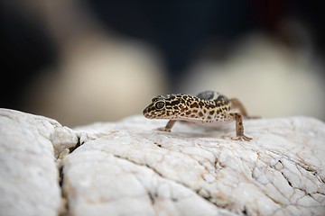 Image showing Gecko lizard on rocks 