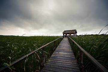 Image showing Wooden path trough the reed