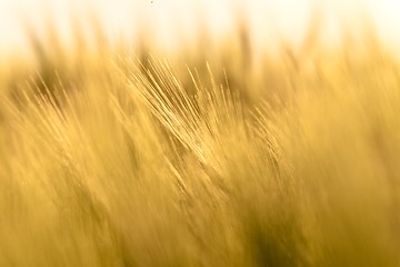 Image showing Closeup photo of some fresh wheat