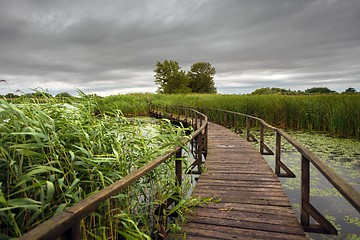 Image showing Wooden path trough the reed