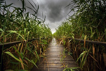 Image showing Wooden path trough the reed