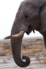 Image showing big african elephants on Etosha national park